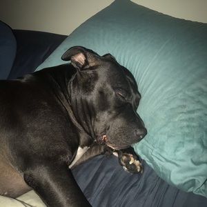 Meet your Posher, Shannon